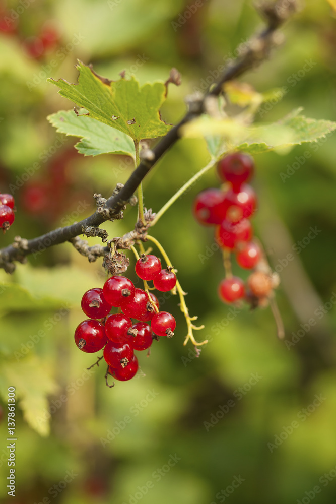Red currant in a garden.