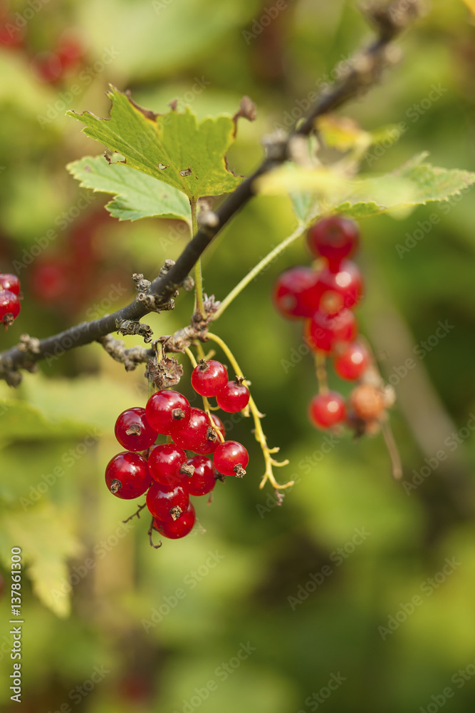 Red currant in a garden. Red currant in a garden.