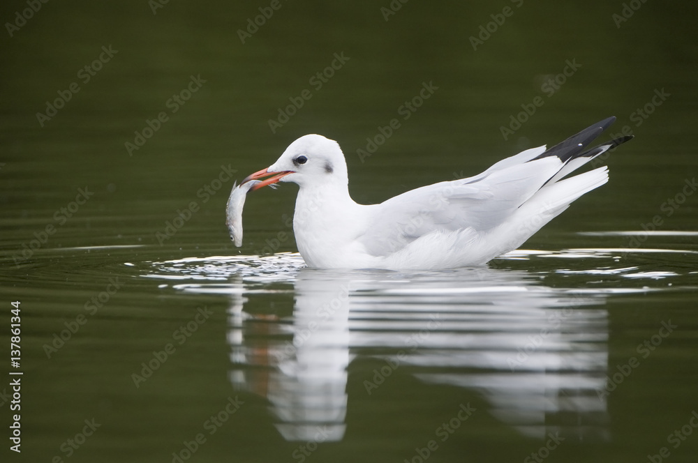 Black-headed gull (Chroicocephalus ridibundus) on water with fish in beak, Elbe Biosphere Reserve, Lower Saxony, Germany, September 2008 Black-headed gull (Chroicocephalus ridibundus) on water with fish in beak, Elbe Biosphere Reserve, Lower Saxony, Germany, September 2008