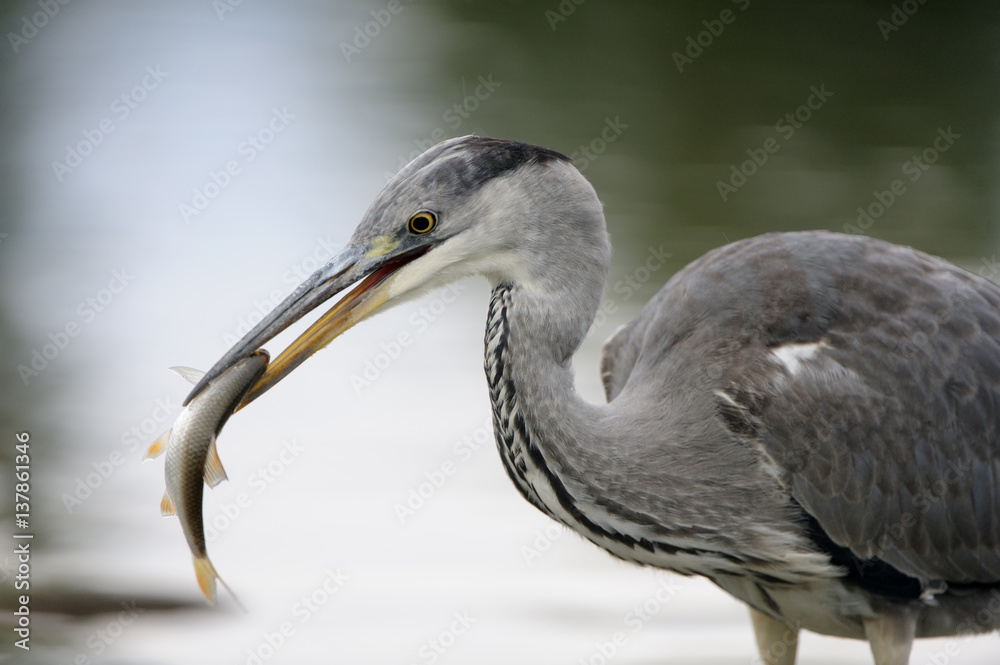 Grey heron (Ardea cinerea) with fish in beak, Elbe Biosphere Reserve, Lower Saxony, Germany, September 2008 Grey heron (Ardea cinerea) with fish in beak, Elbe Biosphere Reserve, Lower Saxony, Germany, September 2008