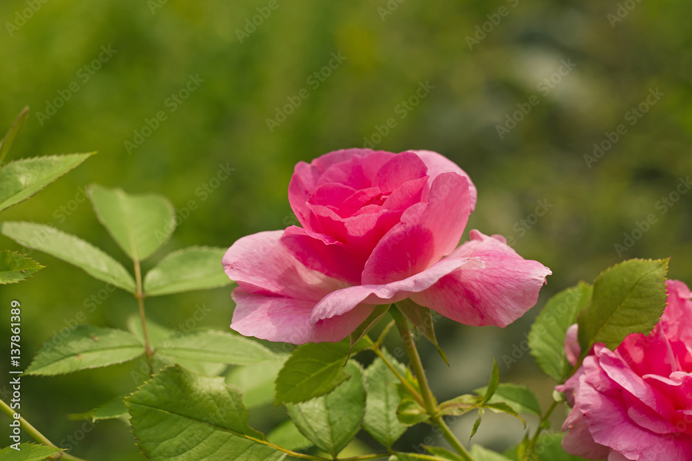 Pink roses in a garden.