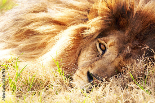 African Lion Closeup Lying in Grass
