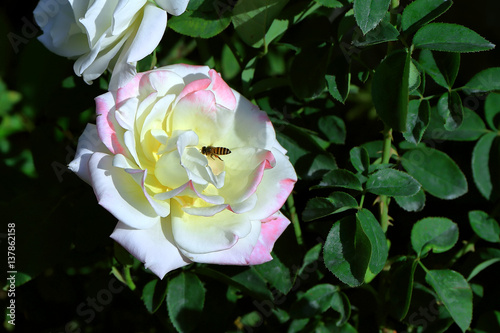 Double Delight Rose photo