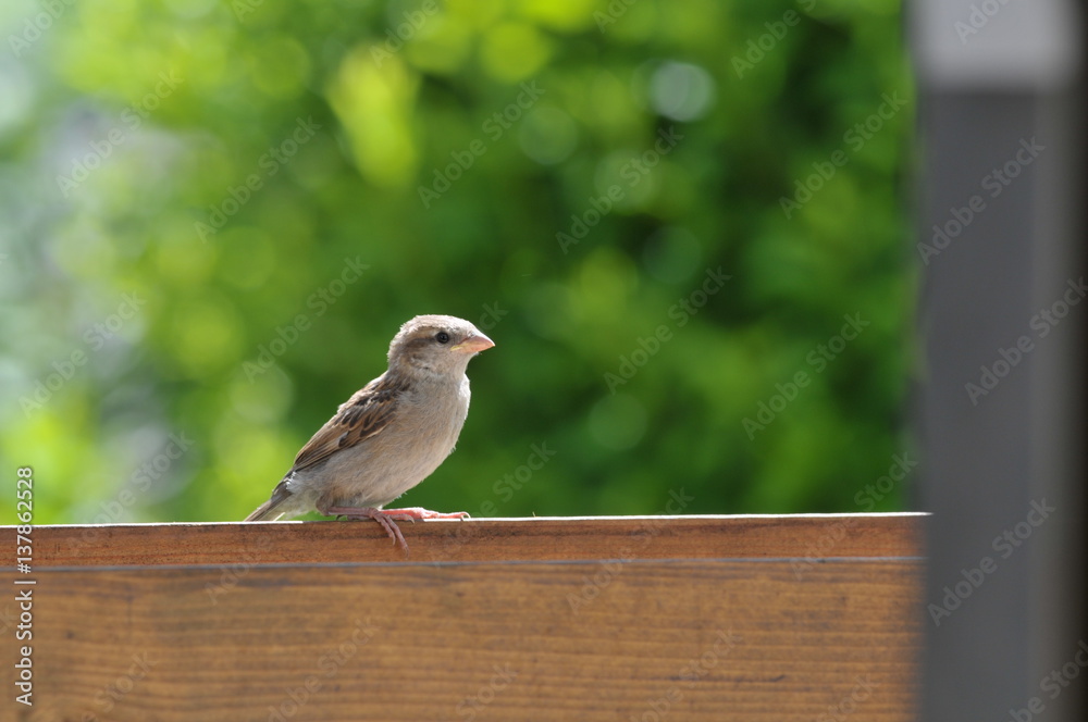 Young House Sparrow waiting for Food Young House Sparrow waiting for Food
