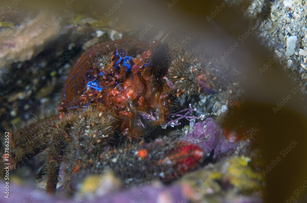 Spiny squat lobster (Galathea strigosa) Moere coastline, Norway, February 2009 Spiny squat lobster (Galathea strigosa) Moere coastline, Norway, February 2009