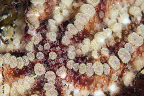 Close up of Spiny starfish (Marthasterias glacialis) Moere coastline, Norway, February 2009 photo