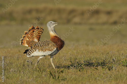 Male Great bustard (Otis tarda) displaying, La Serena, Extremadura, Spain, April 2009 photo