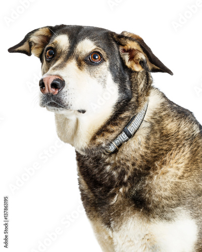 Fototapeta Naklejka Na Ścianę i Meble -  Closeup Portrait Shepherd Crossbreed Dog