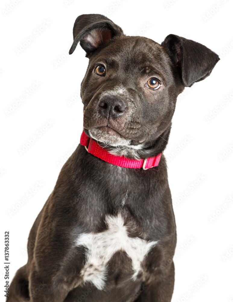 Cute Crossbreed Labrador Mix Puppy Cute Crossbreed Labrador Mix Puppy