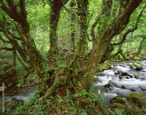Old Beech tree (Fagus sp) with Rhododendron growing on it's trunk, Mtirala National Park, Georgia, May 2008 WWE BOOK PLATE.
