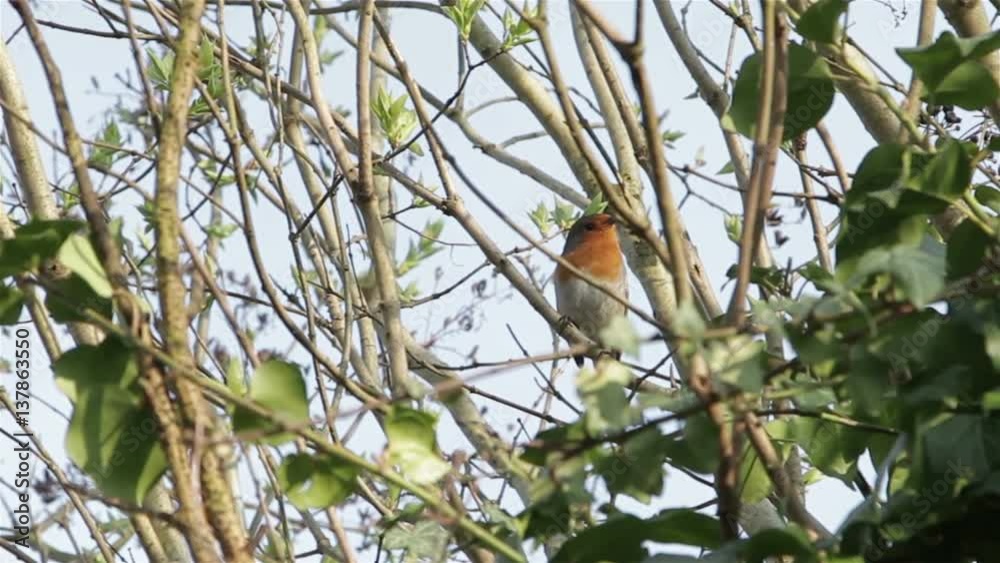 Beautiful Sound Red Robin Song Bird Singing Close Up Through Branches & Leaves Beautiful Sound Red Robin Song Bird Singing Close Up Through Branches & Leaves