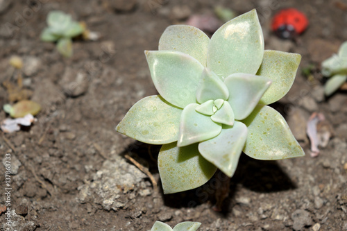 Graptopetalum photo