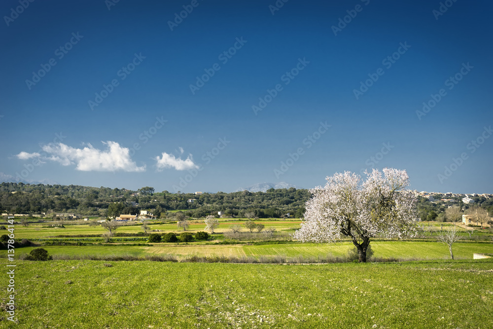 Fototapeta premium almond trees