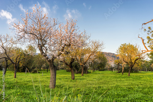 almond trees