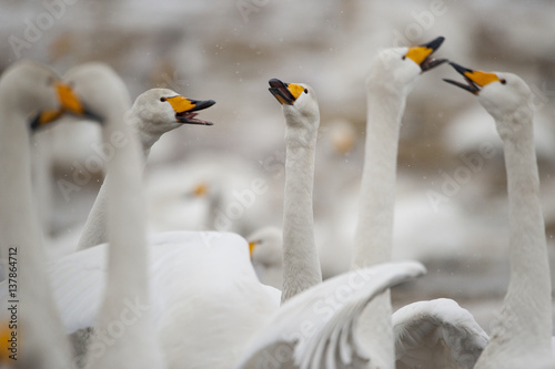 Whooper swans (Cygnus cygnus) calling in snow, Lake Tysslingen, Sweden, March 2009