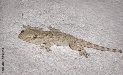 Baby Gecko close up Macro