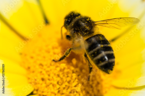 Honey bee on a yellow flower