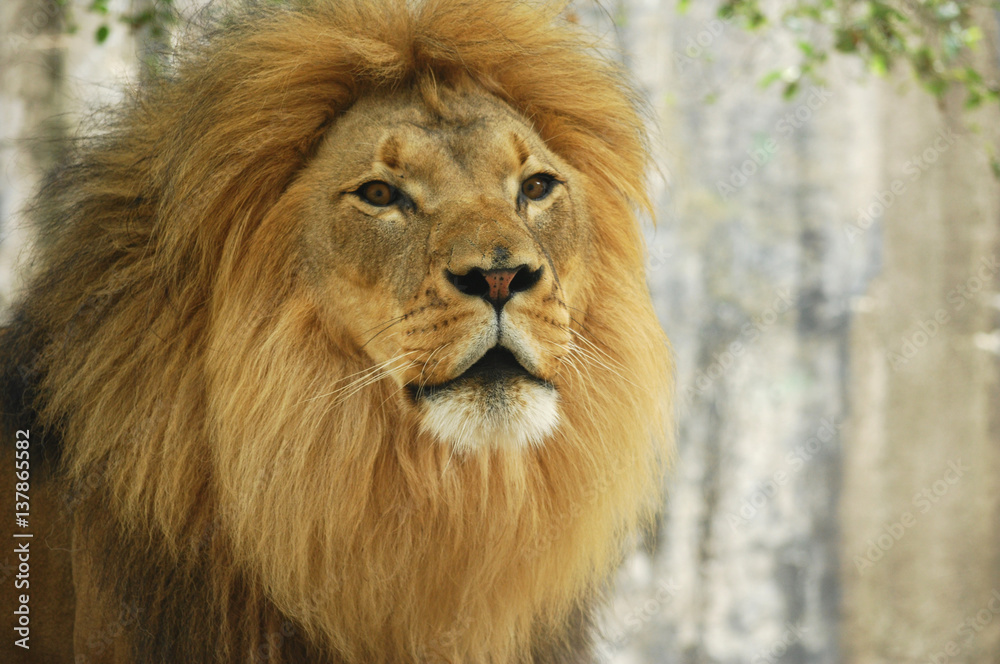 Lion portrait Lion portrait