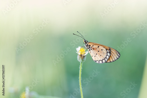 butterfly fly in nature. © Ammak