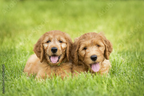 Golden Doodle Puppies 