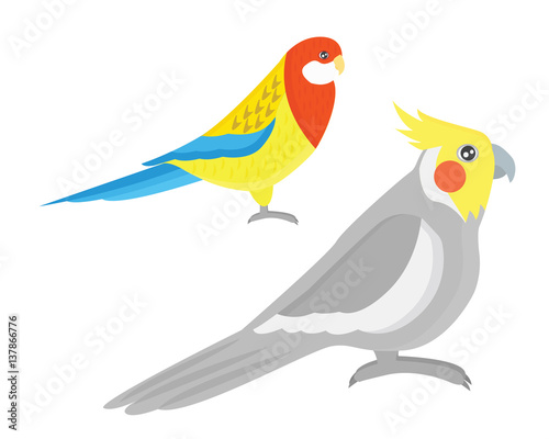 Cartoon tropical parrot wild animal bird vector illustration. © creativeteam