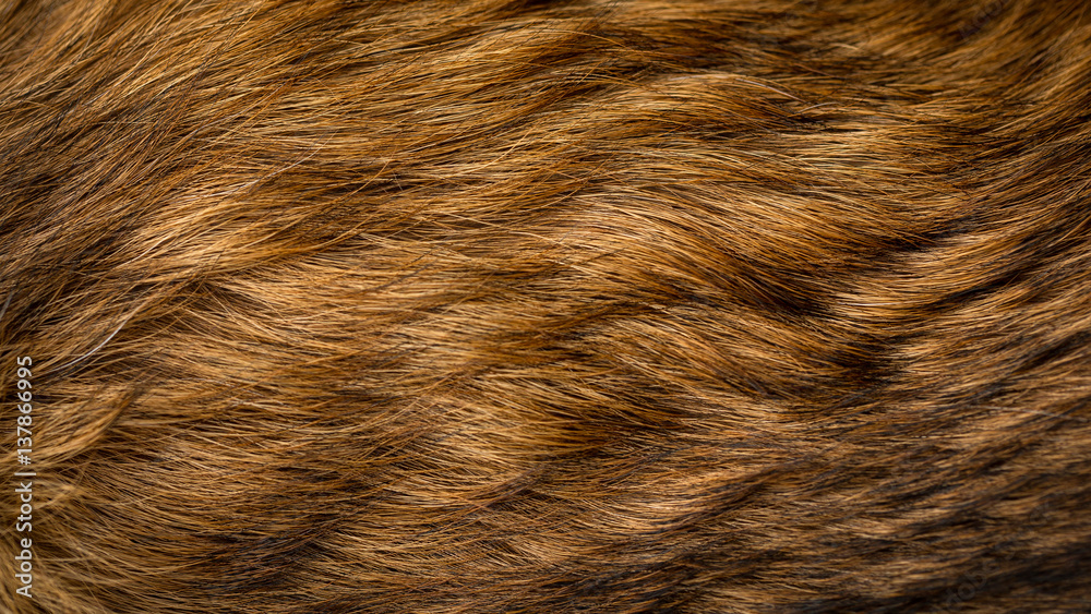 Brown and beige dog fur texture - obrazy, fototapety, plakaty 