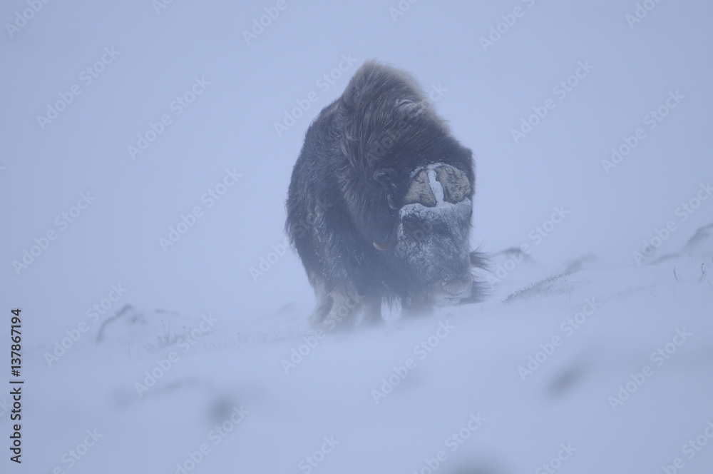 © Wonders of Europe - Muskox (Ovibos moschatus) in snow with strong wind, Dovrefjell National Park, Norway, February 2009 © Wonders of Europe - Muskox (Ovibos moschatus) in snow with strong wind, Dovrefjell National Park, Norway, February 2009