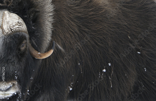 Muskox (Ovibos moschatus) close-up, Dovrefjell National Park, Norway, February 2009. WWE INDOOR EXHIBITION