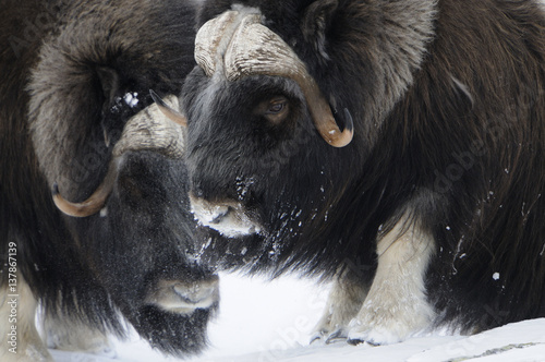 Two Muskox (Ovibos moschatus) in snow, Dovrefjell National Park, Norway, February 2009