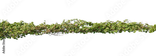 Plants ivy. Vines on poles on white background, Clipping path © Ammak