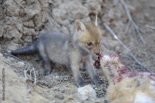 Corsac fox cub feeding on hare carcass, Russia photo