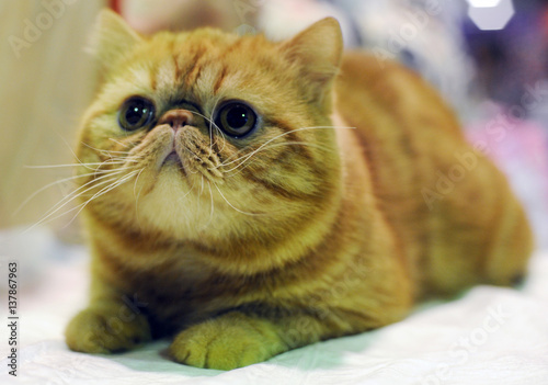 Exotic Shorthair at cat show in Moscow..