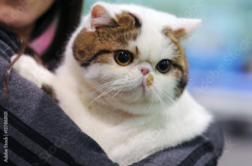 Exotic Shorthair at cat show in Moscow..