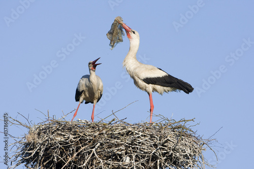 White stork (Ciconia ciconia) pair at nest engaged in courtship display, male with nesting material, Lithuania, May 2009 photo