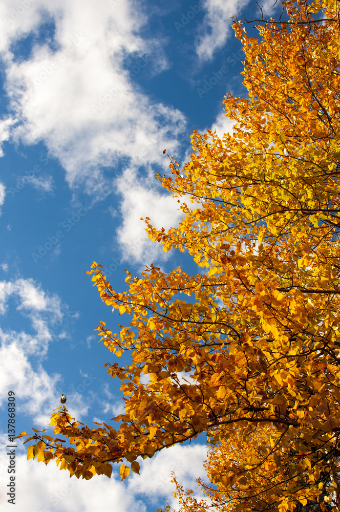 Autumn Fire Sky Autumn Fire Sky