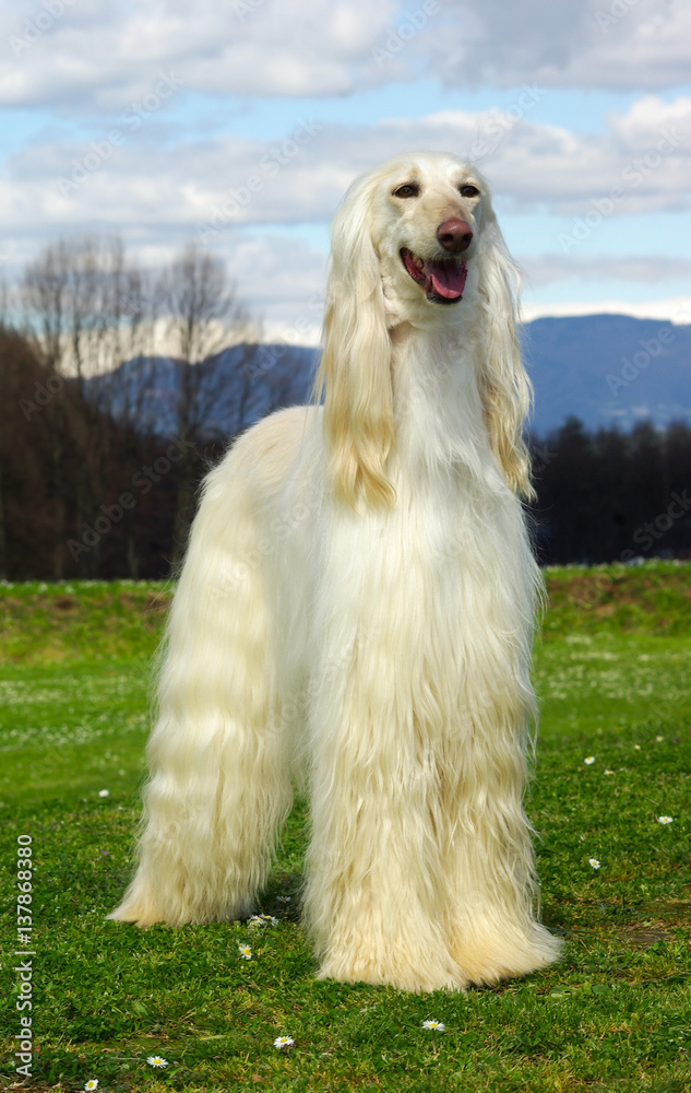 Typical white Afghan Hound in the garden Typical white Afghan Hound in the garden