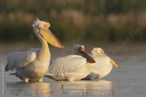 Three Eastern white pelicans (Pelecanus onolocratus) in the Danube Delta, Romania, May 2009 photo