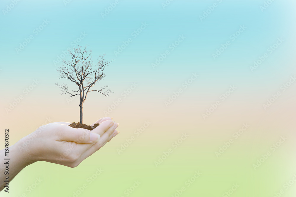 Ecology concept Human hands holding big plant with on blurred sunset background,World Environment Day Ecology concept Human hands holding big plant with on blurred sunset background,World Environment Day