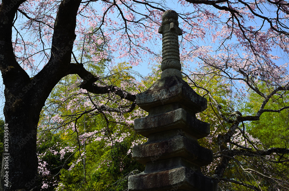 Fototapeta premium Japanese garden, cherry tree and stone pagoda, Kyoto Japan