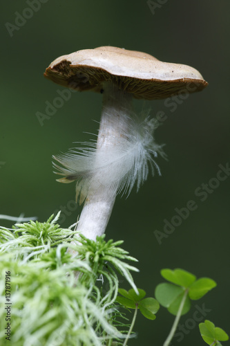 Feather on Fungi, Brtnicky Hradek, Ceske Svycarsko / Bohemian Switzerland National Park, Czech Republic, September 2008 photo