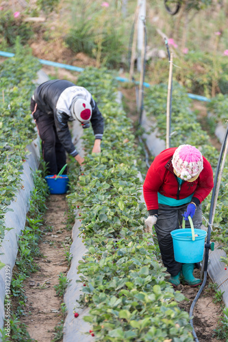 Strawberry growers Burberry