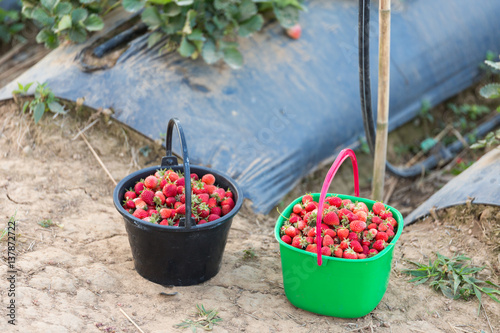 Strawberry growers Burberry