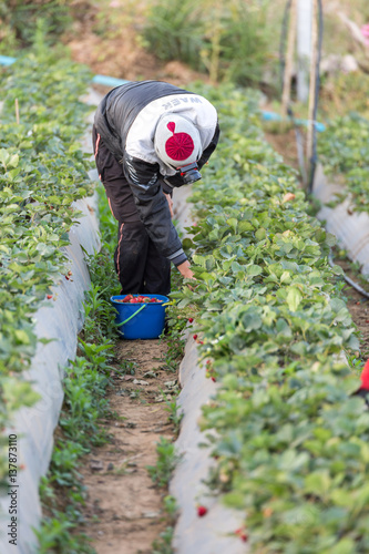 Strawberry growers Burberry