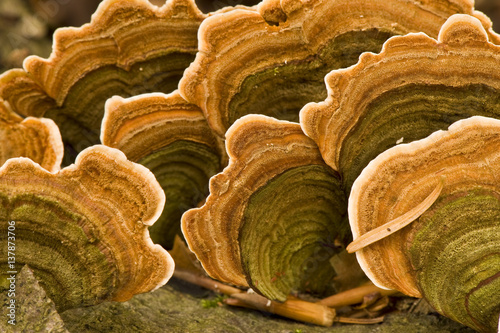 Polypore fungus (Coriolus versicolor) on a stump in Corkova Uvala virgin forest, Plitvice Lakes National Park, Croatia, October 2008 photo