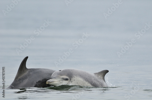 Bottlenosed dolphin with calf swimming in sea, Scotland