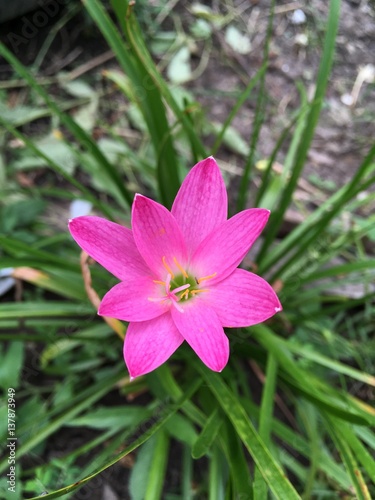 pink zephyranthes minuta flower in nature garden