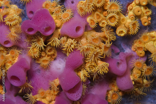 Yellow encrusting anemones (Parazoanthus axinellae) and sponge (Haliclona mediterranea) 'Turtle Rock', Passage du Cavallo, Lavezzi Archipelago, Corsica, France, September 2008 Wild Wonders kids book. photo