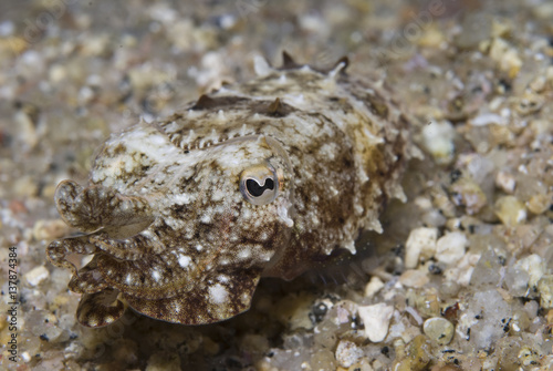 Common cuttlefish (Sepia officinalis) swimming just above stones, at night, Elephant Bay, Lavezzi Islands, Corsica, France, September 2008