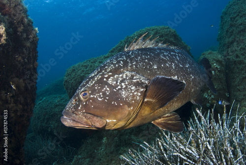 Dusky grouper (Epinephelus marginatus) amongst rocks with seagrass growing, Cala di Grecu, Lavezzi Islands, Corsica, France, September 2008 photo