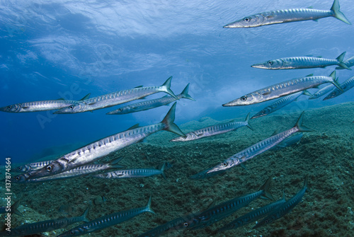 Striped / Mediterranean barracuda (Sphyraena sphyraena) shoal over rocks, Perduto, Lavezzi Islands, Corsica, France, September 2008